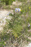 Sticky nightshade